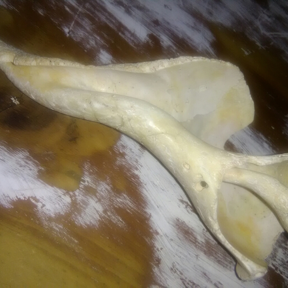 Sea Shell - Picture 4 of 8